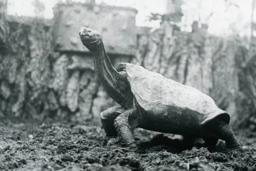 Tortuga Gigante Macho de la Isla Abingdon o Pinta en el Zoológico de Londres, 20 de enero de 1914